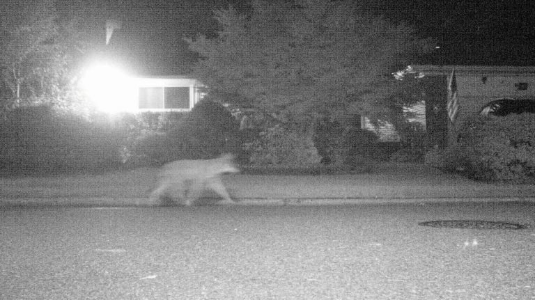 Pair of coyotes spotted in Roslyn: SPCA