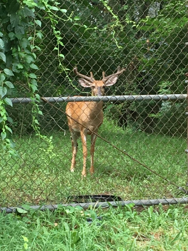 East Hills warns drivers of deer on the move