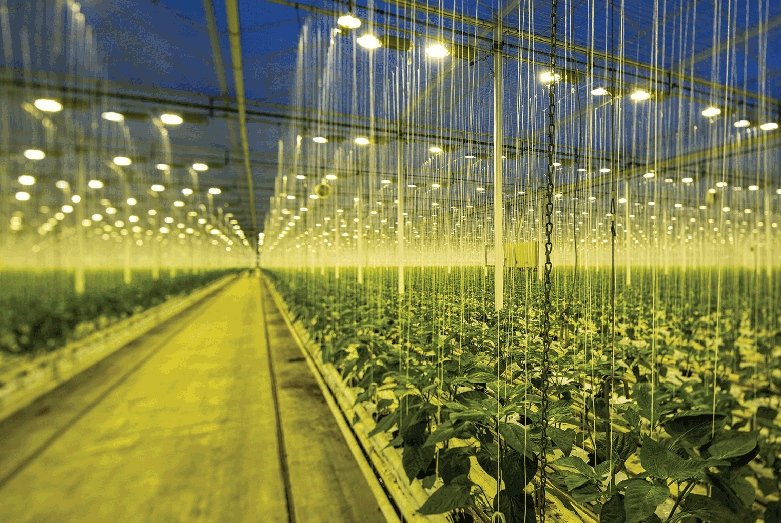 How Are Grow Lights Different From Regular Lights