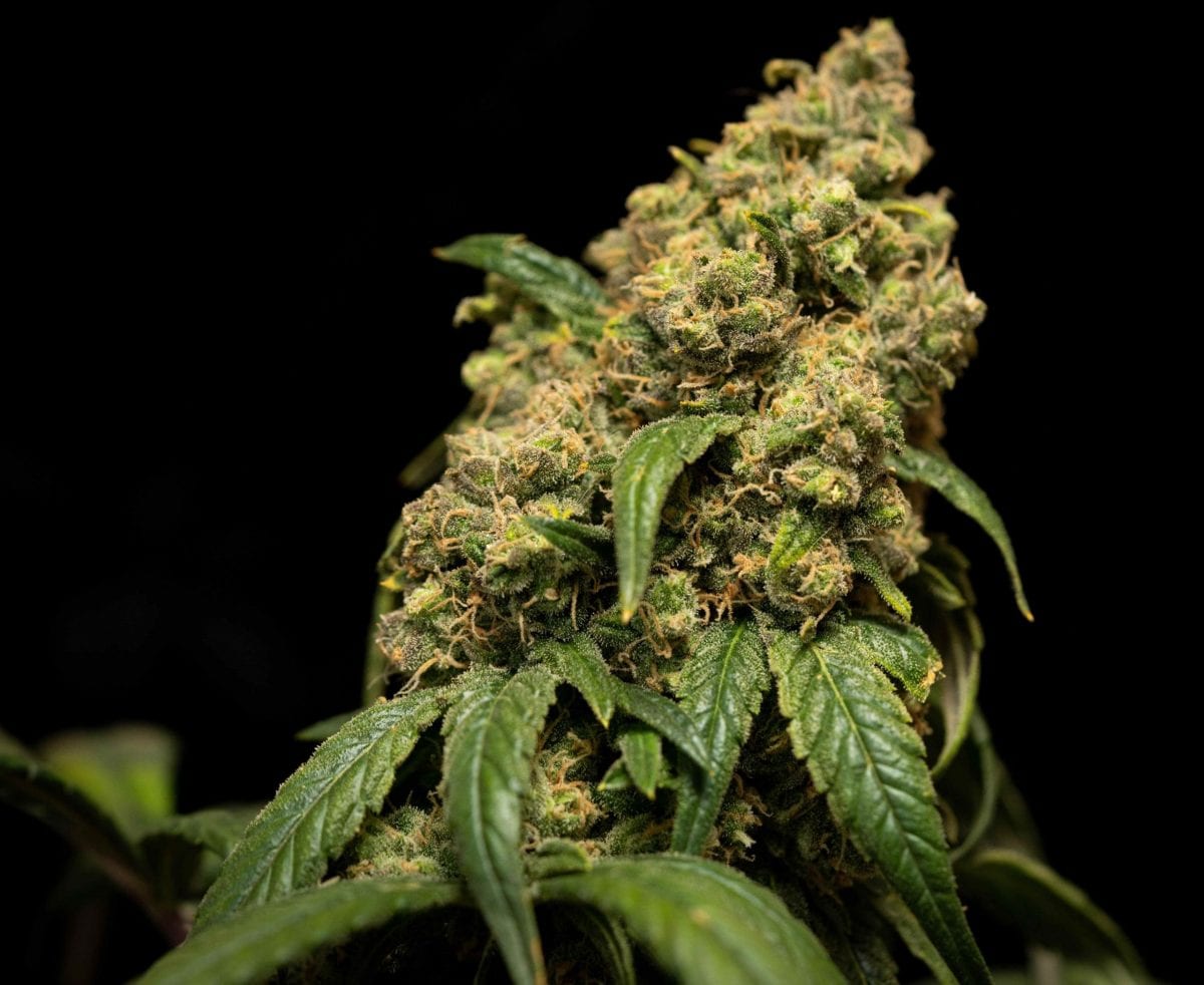 Best Delta 8 Thc Flower Strains Online In 2021