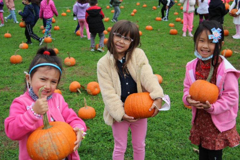 Pumpkin patches at Roslyn