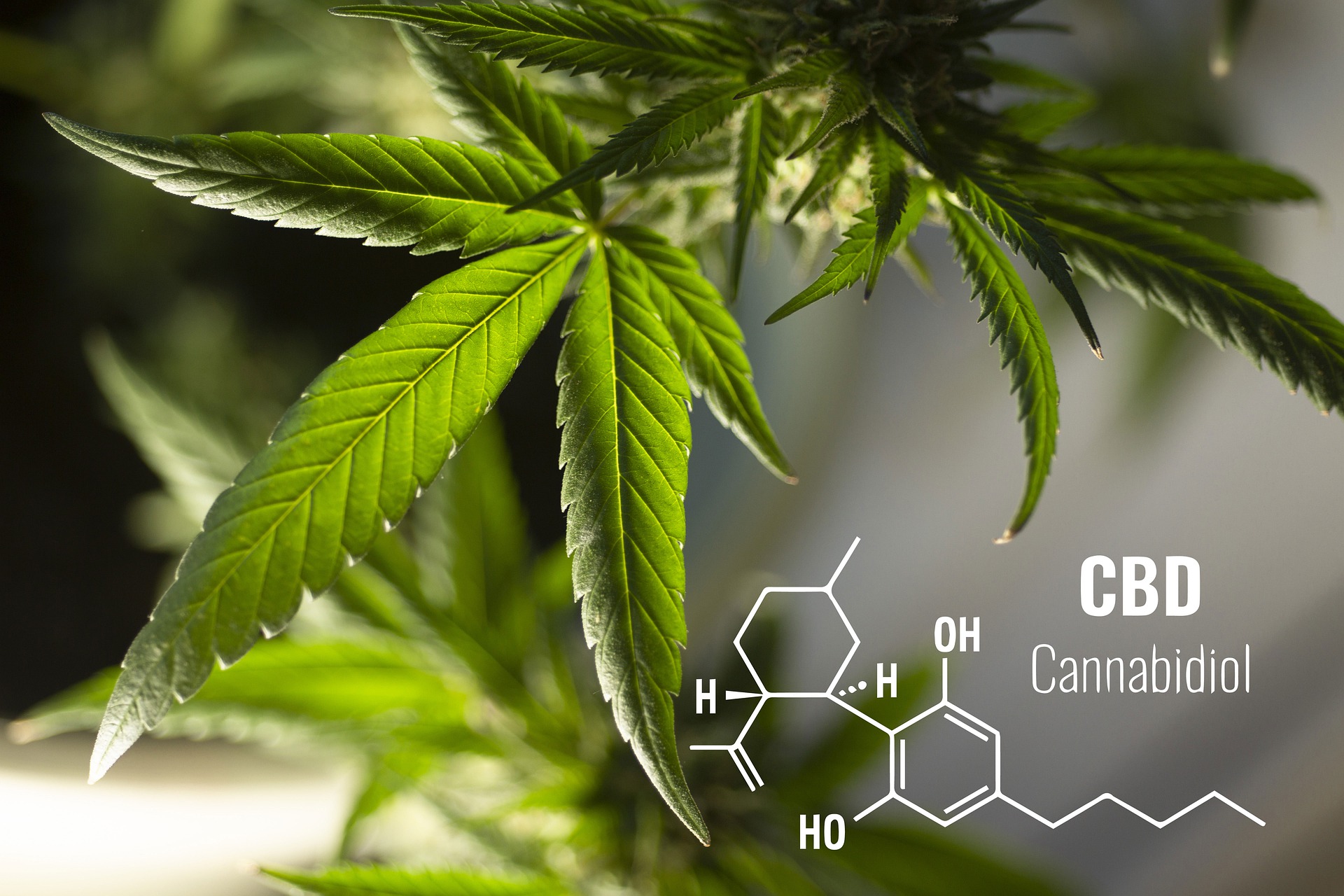 How Long Does CBD Stay In The System?