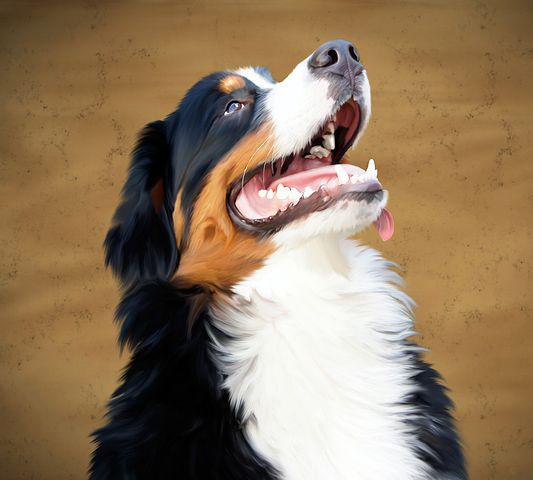 Best GPS Dog Collars In 2022 : Top 4 Pet Trackers