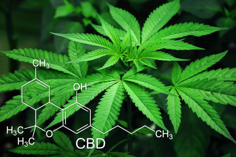Best CBD Brands In 2022 For Quality Hemp Products