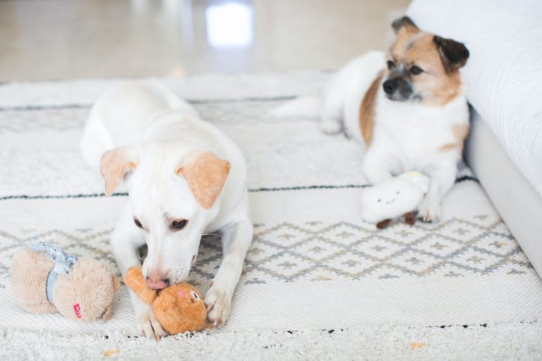 Best Interactive Dog Toys in 2022: Top Brands To Try For Your Dogs