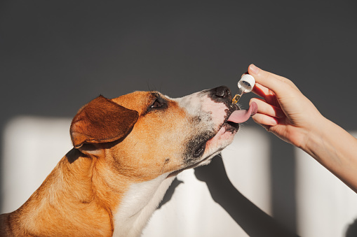 Best CBD for Dogs With Allergies: Top CBD Brands For CBD Oil On The Market